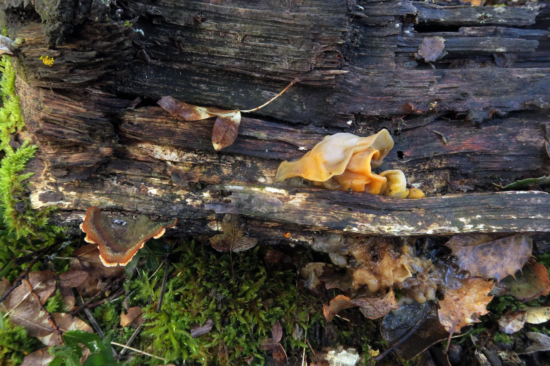Tremella aurantia - 1 - IMG_3846